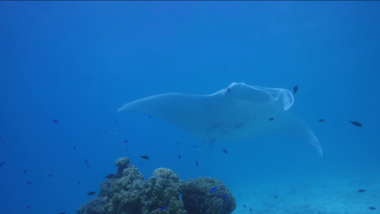Manta ray swimming in the lagoon, coming above the camera, Tikehau, 4K UHD