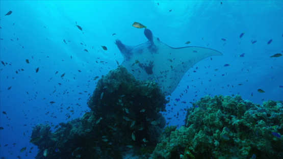 Manta ray over cleaning station in the lagoon, Tikehau, 6K