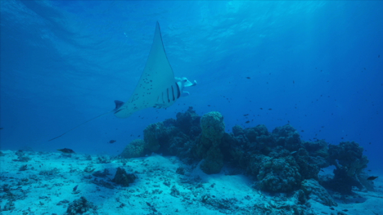 Manta ray at the cleaning station, mouth opened, in the lagoon, Tikehau, 6K