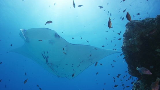 Manta ray over cleaning station in the lagoon, Tikehau