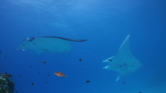 Manta ray over cleaning station in the lagoon, Tikehau