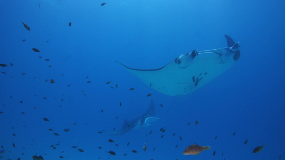 Two Manta rays swimming over the camera in the lagoon, Tikehau