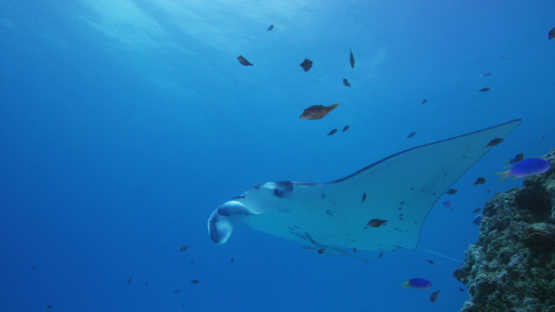 Manta ray swimming close to camera in the lagoon, Tikehau
