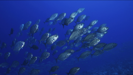 White tongue Jack fishes schooling over the reef, Tikehau