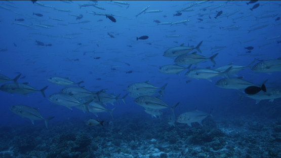Jack fishes and baraccudas schooling over the reef, Tikehau