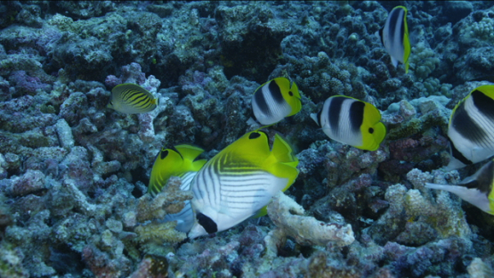Butterfly fishes looking for food on the reef, Tikehau