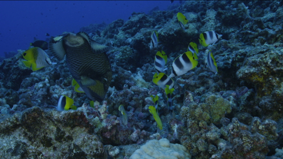 Titan trigger fish and butterfly fishes digging the corals on the reef, Tikehau
