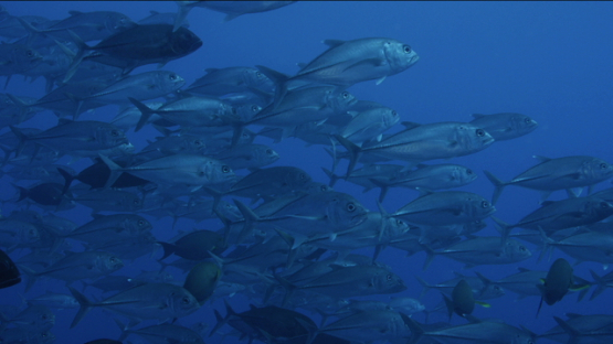 Jack fishes schooling over the reef, Tikehau