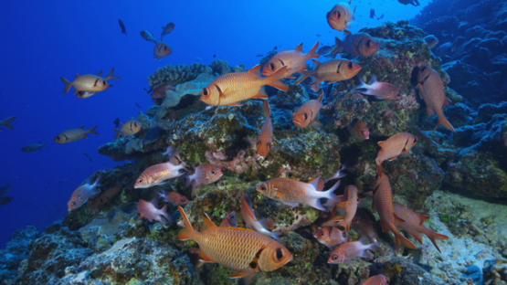 Soldier fishes schooling over the reef, Tikehau, 4K UHD