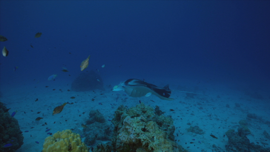 Manta ray over the cleaning station, in the lagoon, Tikehau, 6K