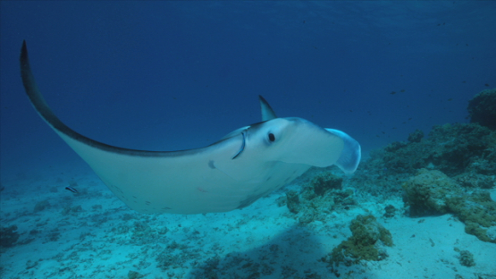 Manta ray at the cleaning station, in the lagoon, Tikehau, 6K