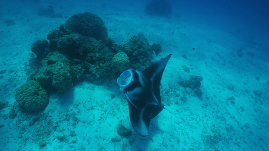 Manta ray over the cleaning station in the lagoon, Tikehau, 6K