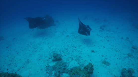 Two Manta rays swimming in the lagoon, Tikehau, 6K