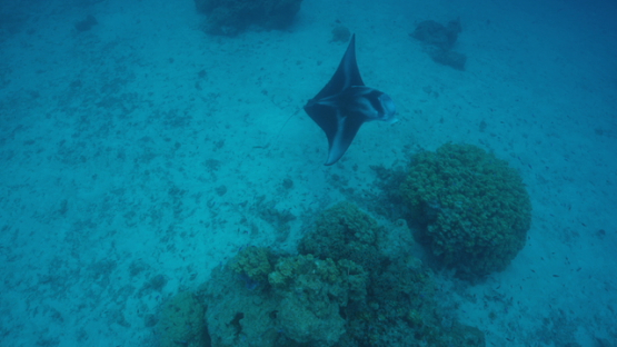 Manta ray in the lagoon over coral formation, Tikehau, 4K UHD