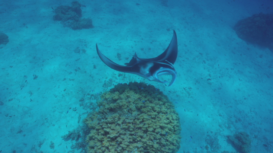 Manta ray in the lagoon over coral formation, Tikehau, 4K UHD