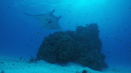 Manta ray over coral formation in the lagoon, Tikehau, 4K UHD