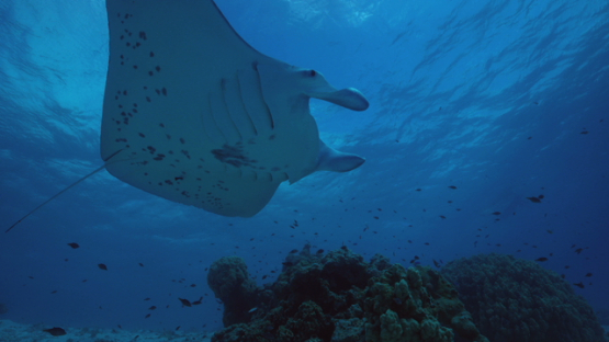 Manta ray over cleaning station in the lagoon, Tikehau, 4K UHD