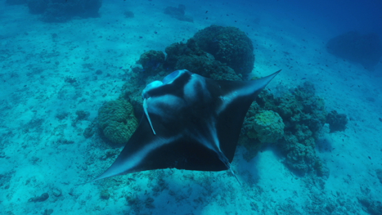 Manta ray and remora at the cleaning station, in the lagoon, Tikehau, 4K UHD