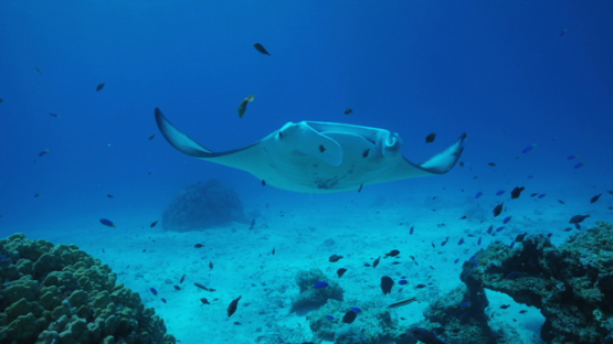 Manta ray at the cleaning station, in the lagoon, Tikehau, 4K UHD