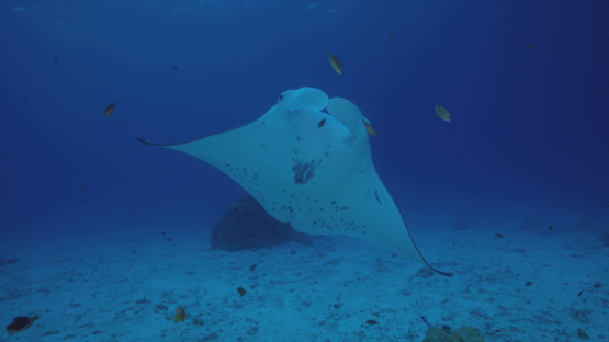 Manta ray at the cleaning station, in the lagoon, Tikehau, 4K UHD