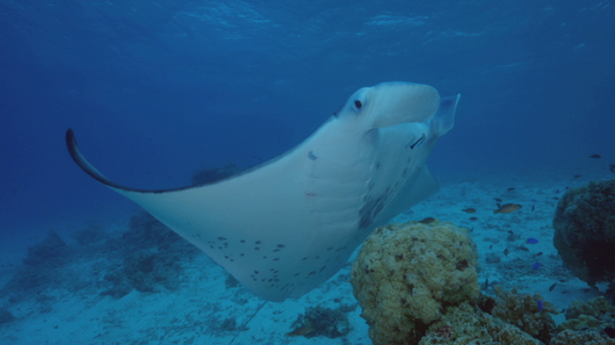Manta ray over the cleaning station with cleaner wrasse, in the lagoon, Tikehau, 4K UHD