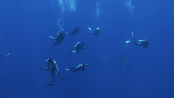 Scuba divers making bubbles and watching grey sharks, Tiputa pass, Rangiroa, 4K UHD