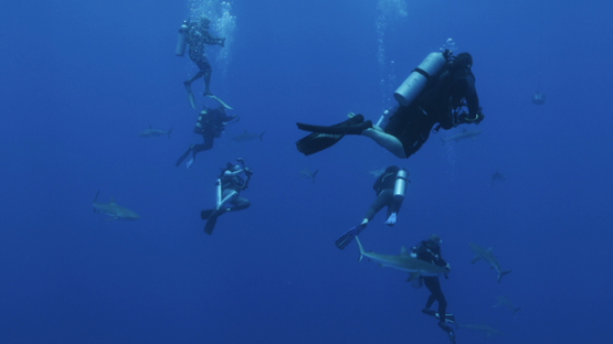 Grey sharks swimming around groups of scuba divers, Tiputa pass, Rangiroa, 4K UHD