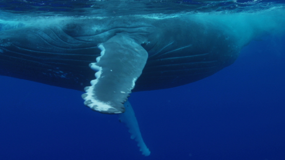 Humpback whale swimming close to the surface, Rurutu, 4K UHD
