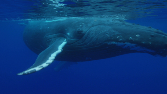 Humpback whale swimming near the surface, Rurutu, 4K UHD