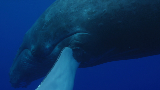 Close to Humpback whale swimming, Rurutu, 4K UHD