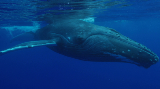 Humpback whale swimming close to the surface, Rurutu, 4K UHD