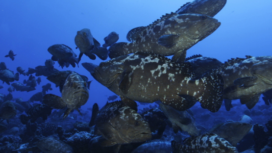 Marbled groupers gathering for reproduction in the pass, Fakarava, 4K UHD
