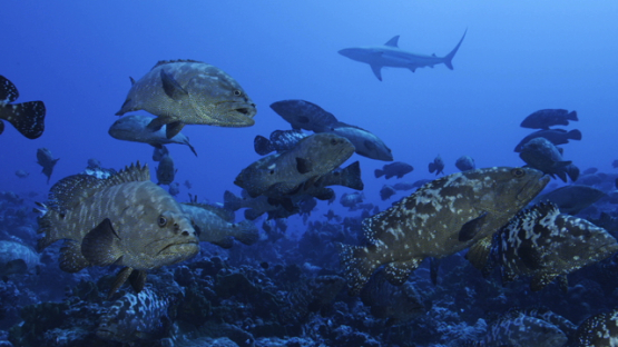 Marbled groupers gathering for reproduction in the pass, Fakarava, 4K UHD