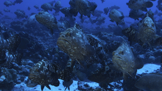 Marbled groupers gathering in the pass during the reproduction, Fakarava, 4K UHD