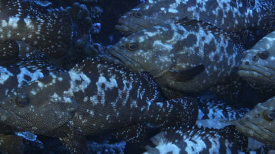 Marbled groupers gathering in the pass during the reproduction, Fakarava, 4K UHD