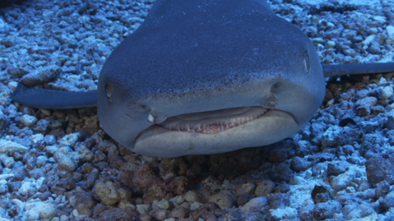 White tip lagoon shark resting in the pass, Fakarava, 4K UHD