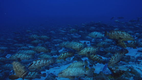 Hundreds of Marbled groupers in the pass before reproduction, Fakarava, 4K UHD