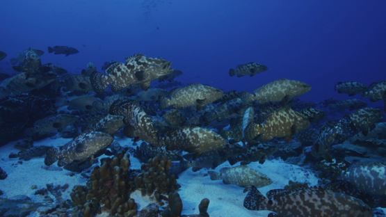 Hundreds of Marbled groupers facing the current in the pass before reproduction, Fakarava, 4K UHD