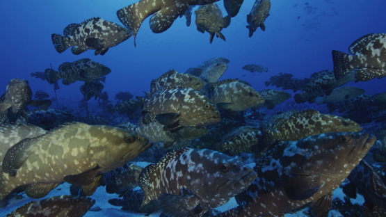Hundreds of Marbled groupers facing the current in the pass before reproduction, Fakarava, 4K UHD