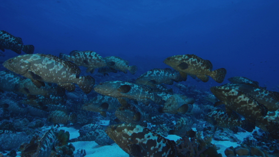 Marbled groupers facing the current in the pass before reproduction, Fakarava, 4K UHD