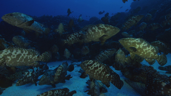 Marbled groupers gathered in the current in the pass before reproduction, Fakarava, 4K UHD