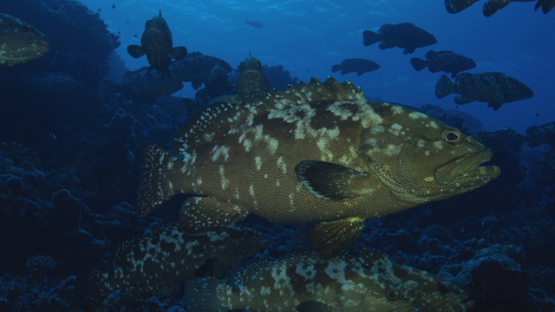 Marbled groupers gathered in the current in the pass before reproduction, Fakarava, 4K UHD