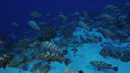 Hundreds of Marbled groupers facing the current in the pass before mating, Fakarava, 4K UHD