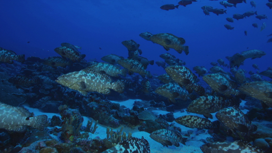 Hundreds of Marbled groupers facing the current in the pass before mating, Fakarava, 4K UHD