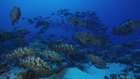 Marbled groupers facing the current in the pass waiting the reproduction time, Fakarava, 4K UHD