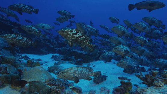 Marbled groupers facing the current in the pass before reproduction, Fakarava, 4K UHD