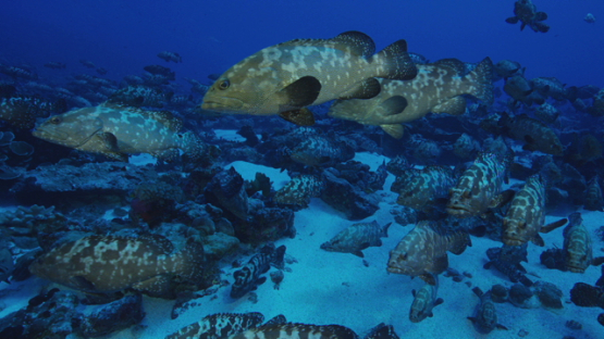 Marbled groupers gathering in the pass before reproduction, Fakarava, 4K UHD