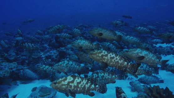 Hundreds of Marbled groupers meeting in the pass before reproduction, Fakarava, 4K UHD