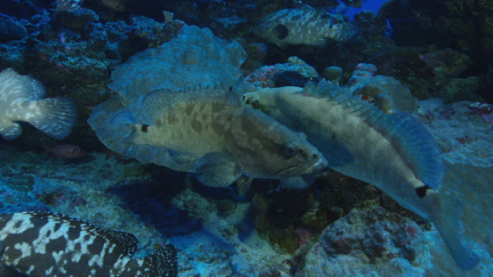 Two marbled groupers mating, Fakarava, 4K UHD