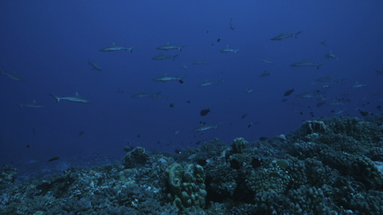 Grey sharks schooling in the pass over the coral reef, Fakarava, 6K
